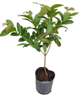 Guava Tree